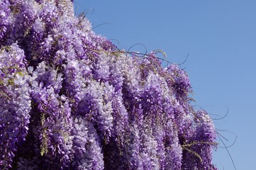 La glycine