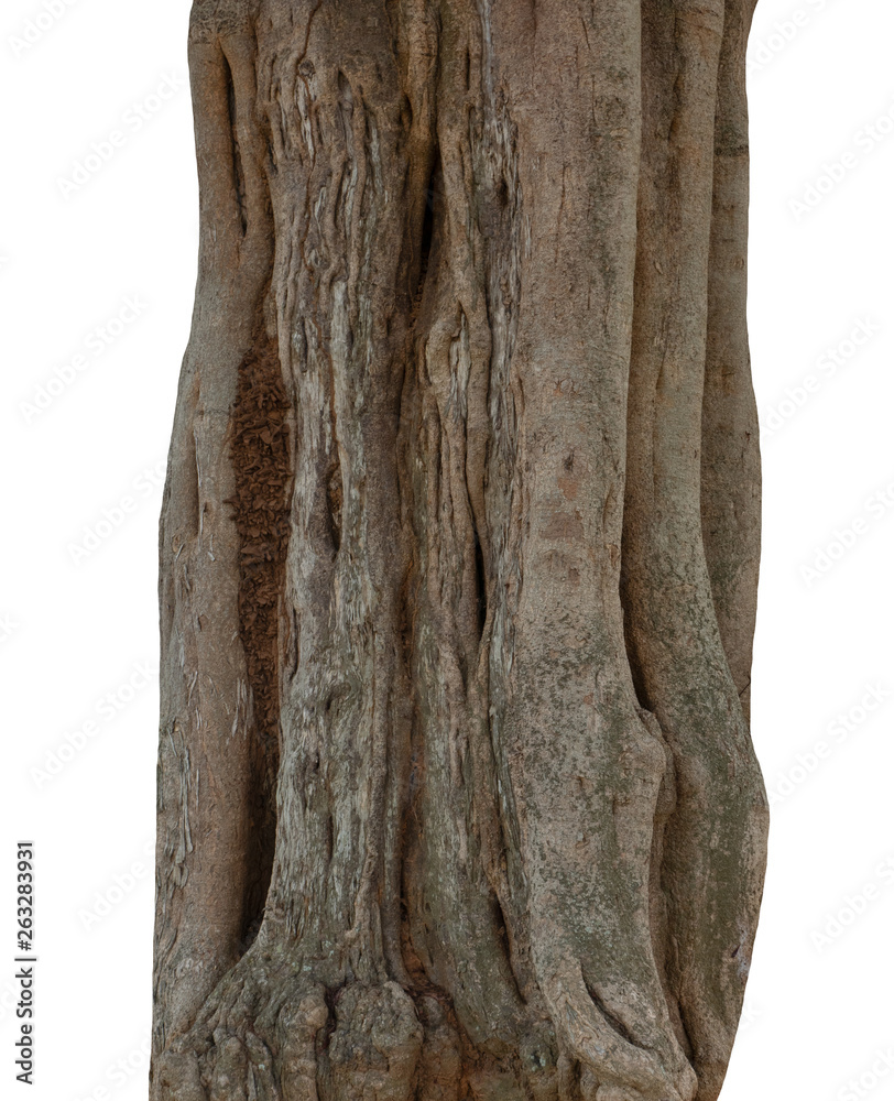 Poster summer tree trunk on a white background