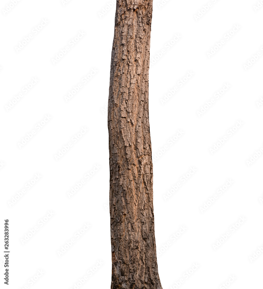 Aufkleber Summer tree trunk on a white background