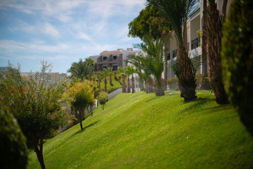 Fototapeta na wymiar slope with green grass and palm trees