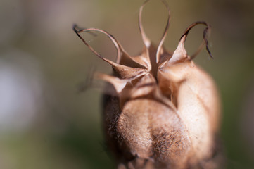 dried poppy capsule