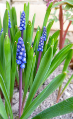 Fototapeta premium Blue Muscari wildflower. Spring plant Muscari armeniacum. Flowers of Grape Hyacinths with green leaves. Muscari flower closed up with selective focus.