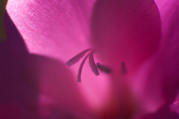 Fototapeta na wymiar Colourful pink purple flower close up