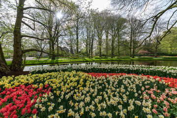 Fototapeta na wymiar Yellow Daffodil and multi color tulips blossom blooming under a very well maintained garden in spring time