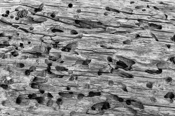 Gnarly Decaying Wood Close-up 3