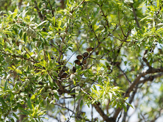 Amandier (Prunus dulcis) aux rameaux garnis de feuilles et de drupes matures vertes et charnues