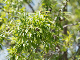 Amandier (Prunus dulcis) aux rameaux garnis de feuilles elliptiques, lancéolées, d'aspect glabre et vert luisant