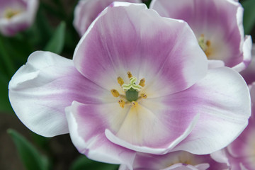 Fototapeta premium Down close up of purple and white tulips blossom flower in the tulip field