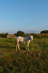 Obraz na płótnie Canvas bello cavallo bianco natura erba