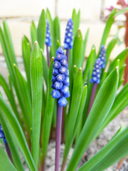 Blue Muscari wildflower. Spring plant Muscari armeniacum. Flowers of Grape Hyacinths with green leaves. Muscari flower closed up with selective focus.