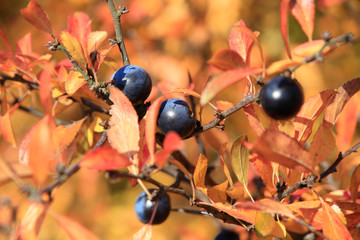 Blackthorn bush in autumn