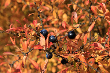 Blackthorn bush in autumn