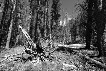 Colorado Nature Collection