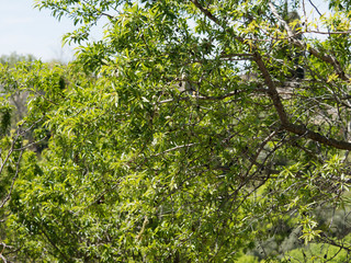 Fototapeta na wymiar Amandier provençal (Prunus dulcis) 
