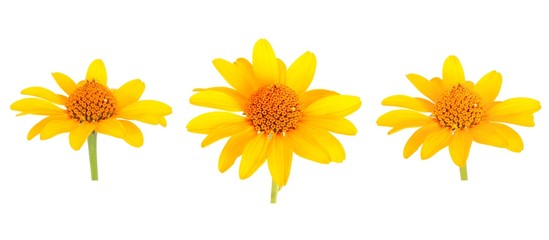 Yellow gerbera flower