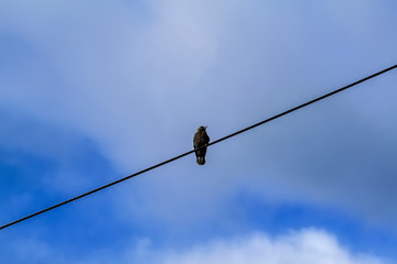 Starling sits on an electric wire against a cloudy sky.