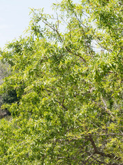 Fototapeta na wymiar Amandier provençal (Prunus dulcis) 