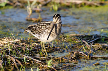 Bécassine des marais,.Gallinago gallinago, Common Snipe