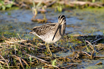 Bécassine des marais,.Gallinago gallinago, Common Snipe