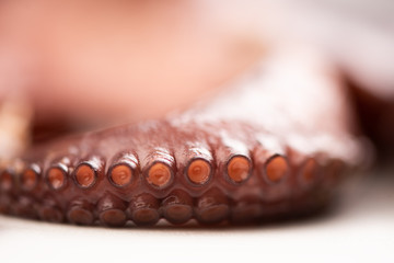 Close up of a tentacle of an octopus