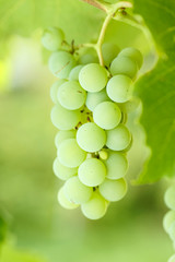 bunch of green grapes growing