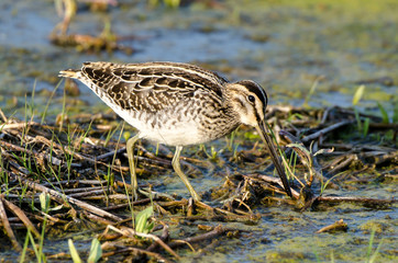 Bécassine des marais,.Gallinago gallinago, Common Snipe