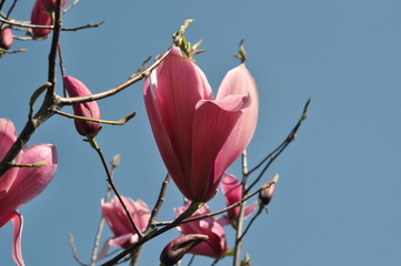 Spring floral background with magnolia flowers.For this photo applied toning effect.