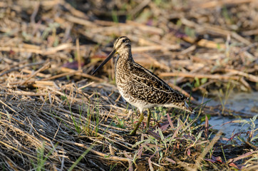 Bécassine des marais,.Gallinago gallinago, Common Snipe