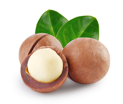 Whole and open australian macadamia nut with two green leaf