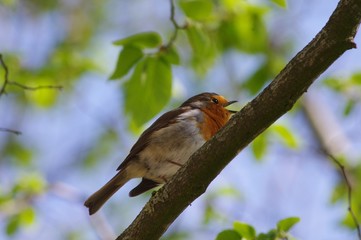 Chant du rouge-gorge
