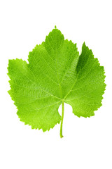fresh currant leaf