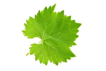 currant leaf clipping path