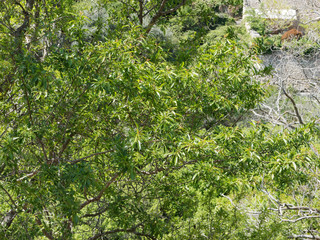 Fototapeta na wymiar Amandier (Prunus dulcis) aux rameaux garnis de feuilles elliptiques, lancéolées, d'aspect glabre et vert luisant