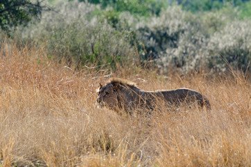 Lion, Panthera Leo, Parc national du Pilanesberg, Afrique du Sud