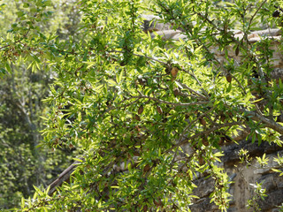 L'Amandier (Prunus dulcis) aux rameaux garnis de feuilles et de drupes matures vertes et charnues
