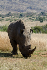 Rhinocéros blanc, white rhino, Ceratotherium simum, Parc national du Pilanesberg, Afrique du Sud