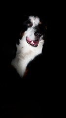 Portrait of Bernard mountain dog