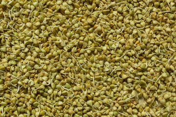 Sprouted green buckwheat grains. Healthy food concept background