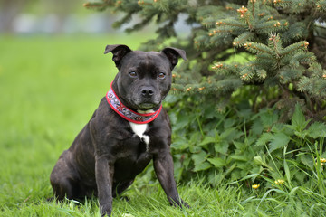 Obraz premium English staffordshire bull terrier