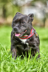 English staffordshire bull terrier