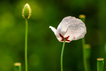 Poppy flower field on blurred green background.