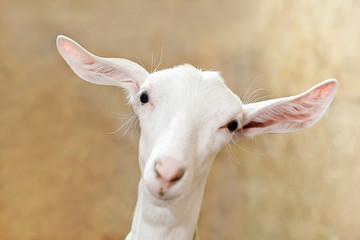 funny white goat with long eyelashes and sad eyes