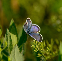 butterfly sits on a flower in the grass.