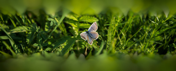butterfly sits on a flower in the grass.