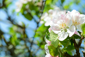 Beautiful new growth of blossom on apple tree