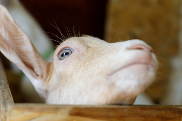 young goat looks up. close-up. selective focus