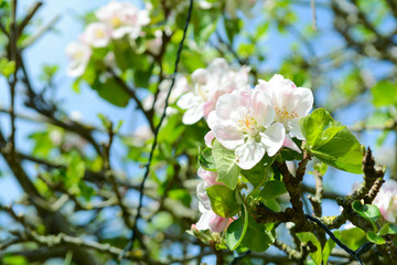 Obraz premium Beautiful new growth of blossom on apple tree