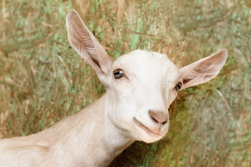 young white goat looks touching