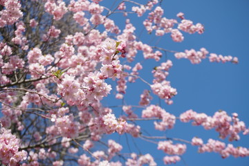 cherry blossom and blue sky