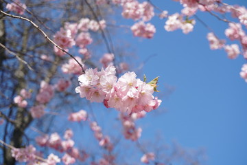 cherry blossom in spring